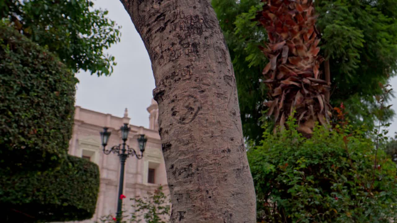 Left to right reveal of Arequipa Cathedral's left tower, emerging from local vegetation with an antique streetlamp in view