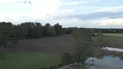 camera is flying with a flock of birds circling in a pasture