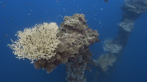 Tropical-coral-reef,-camera-swims-towards-a-beautiful-coral-formation-on-a-shipwreck-in-Palau,-Micronesia