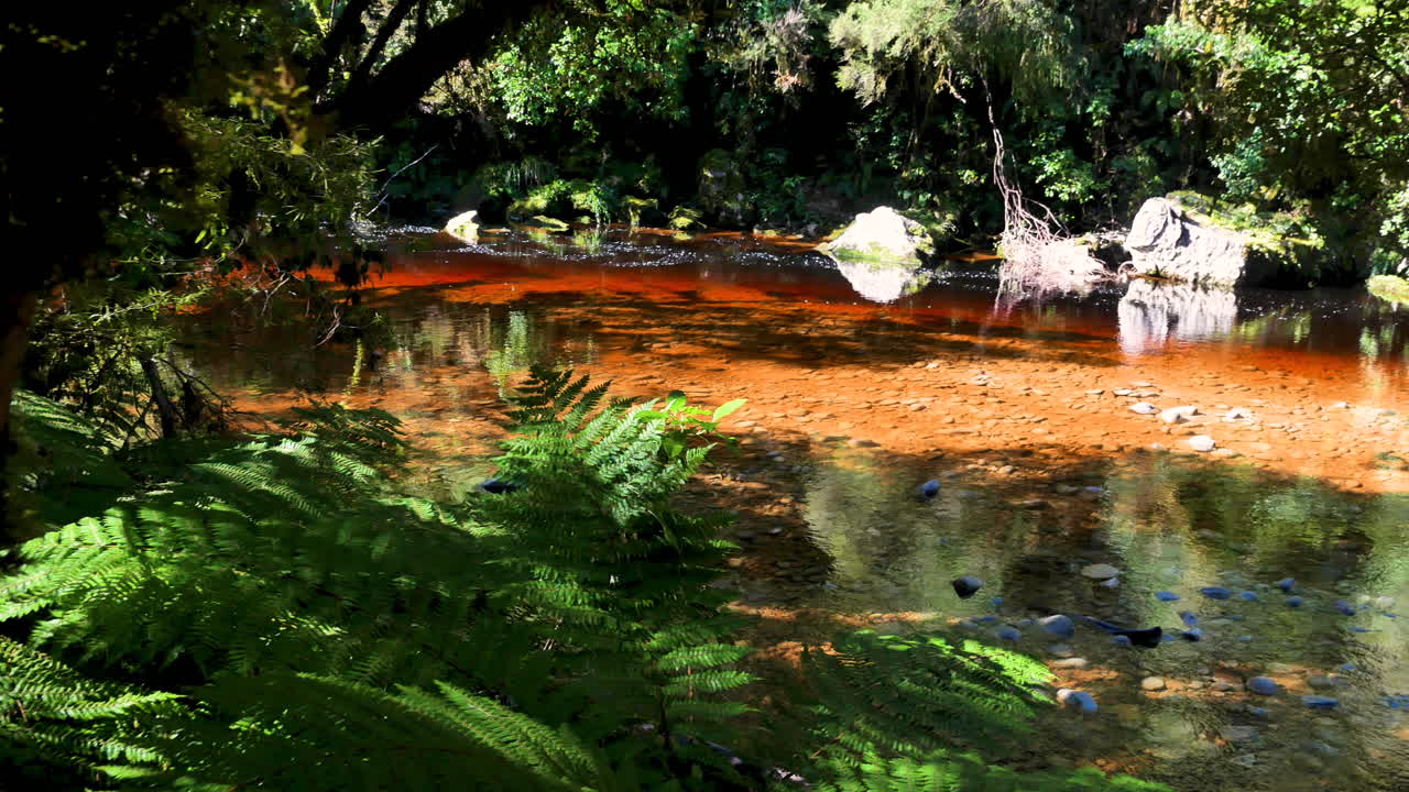 toma en cámara lenta de un río tranquilo de color rojo rodeado de plantas de especies en la jungla de nueva zelanda