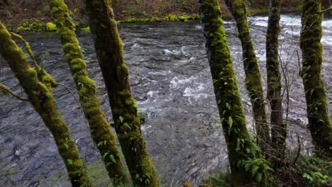 Beautiful-backwards-view-of-fast-flowing-Cedar-river-and-moss-trees-in-Washington-State