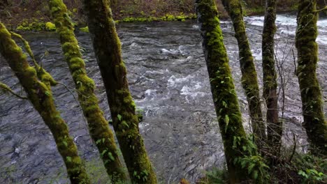 hermosa vista hacia atrás del río cedar que fluye rápidamente y los árboles de musgo en el estado de washington