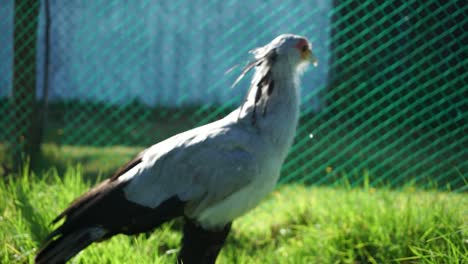 el disparo medio captura a un pájaro secretario de pie en la hierba, frente a la cámara con calma