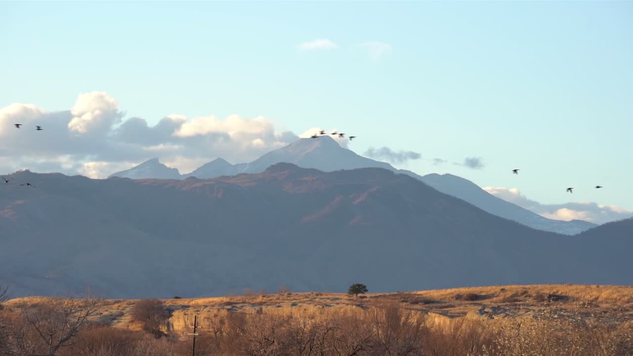 Metraje a cámara lenta de aves en vuelo.