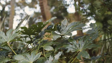 planta exótica en medio de la naturaleza