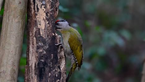 El-Pájaro-Carpintero-De-Cabeza-Gris-También-Se-Llama-Pájaro-Carpintero-De-Cara-Gris-Se-Encuentra-En-Muchos-Parques-Nacionales-En-Tailandia-Y-Es-Muy-Particular-En-La-Elección-De-Su-Hábitat-Para-Que-Prospere