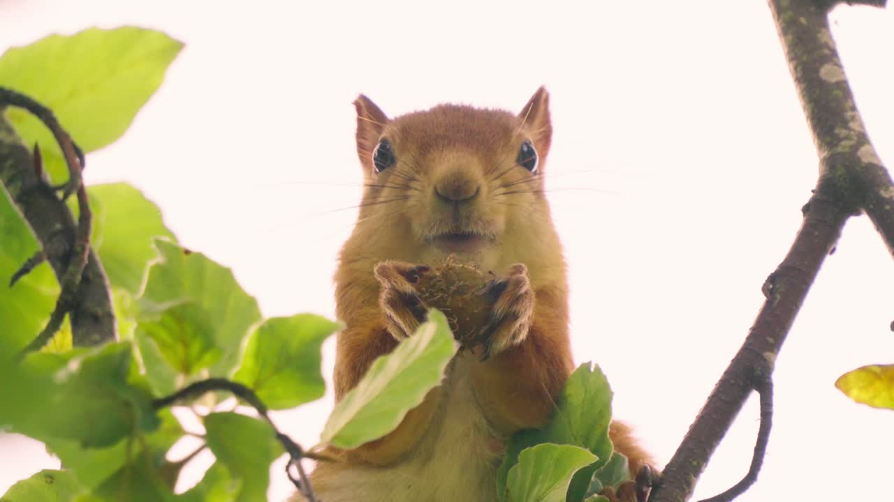 Primo piano frontale di uno scoiattolo che mangia una noce sulla cima di un albero, statico, di giorno.