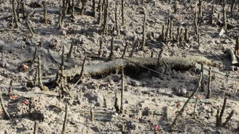 crabs feeding on a mudflat over time