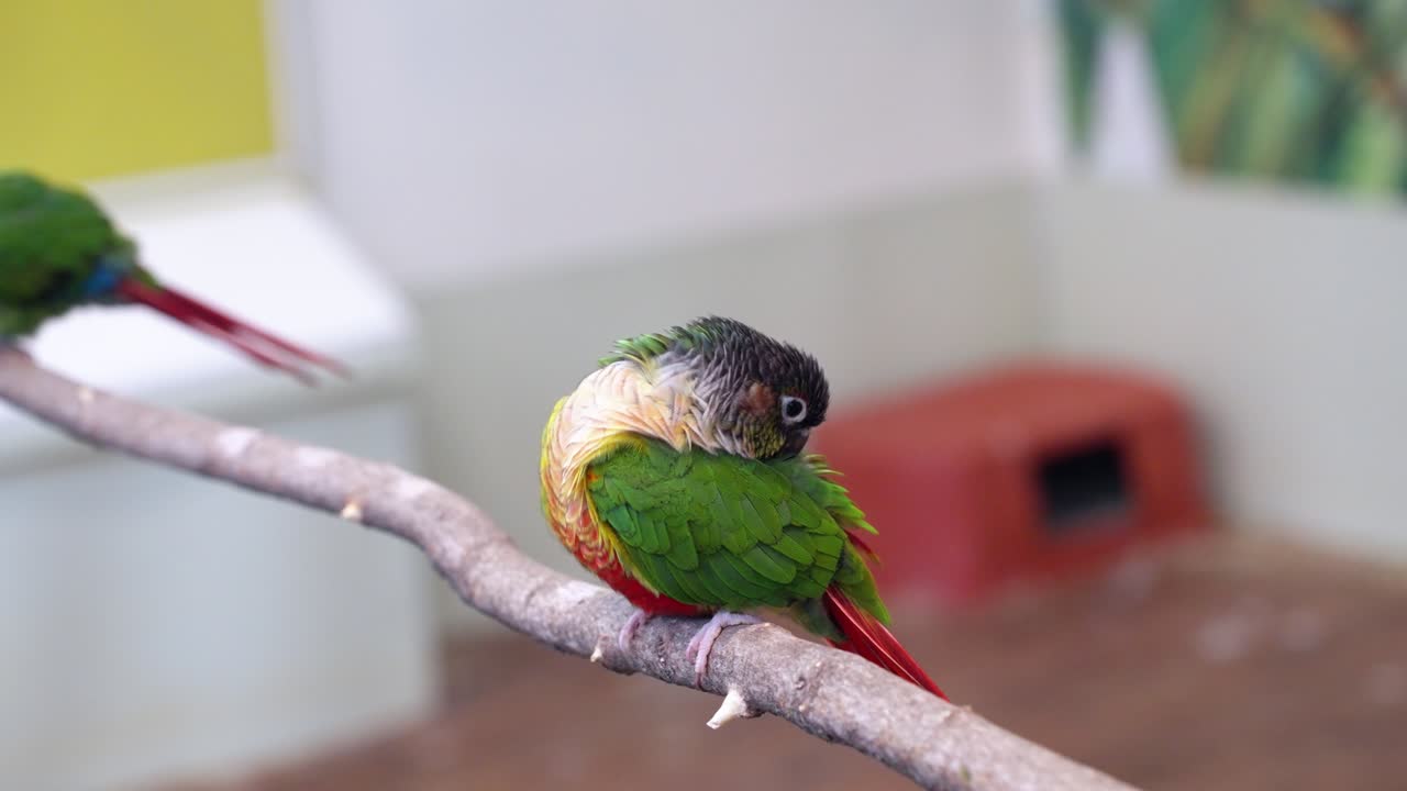Green-cheeked Conure Preening And Perching On Wood At Rabbit's Forest Zoo Cafe In Pyeongchang-gun, South Korea. closeup shot