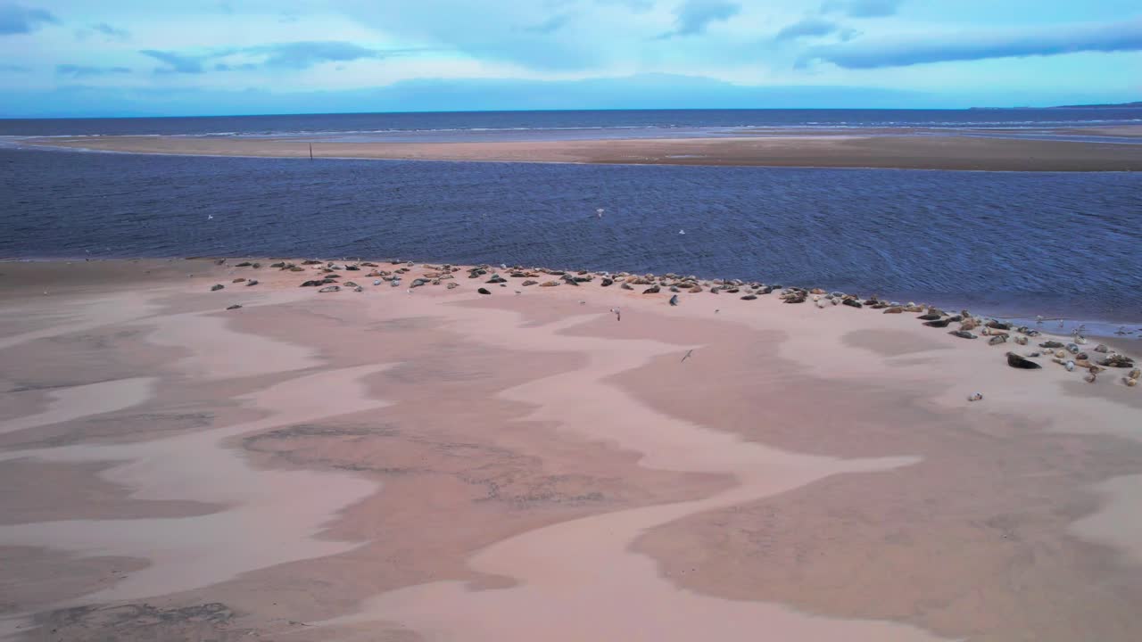 visión aérea de drones de focas grises de un grupo de relajantes en bancos de arena en la bahía de findhorn, escocia
