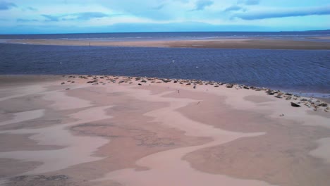 Focas-Grises-Vista-Aérea-De-Drones-De-Un-Grupo-De-Relajantes-En-Bancos-De-Arena-En-La-Bahía-De-Findhorn,-Escocia