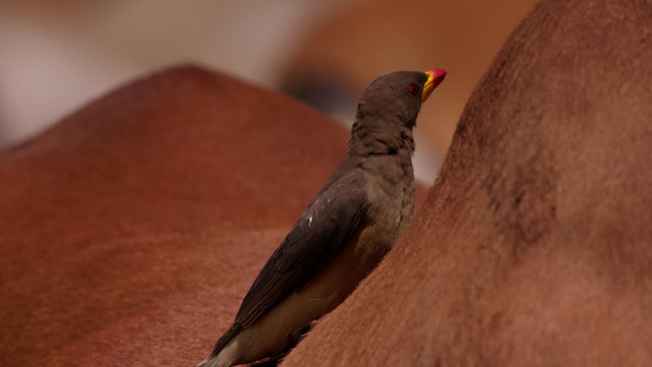 Close up shot of yellow- billed oxpecker flying off from cow's back