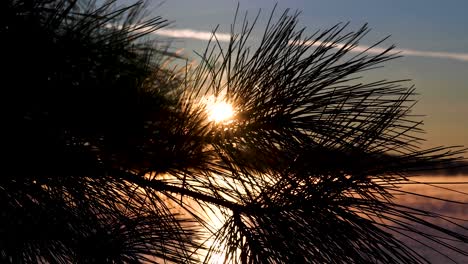 4K-Filmaufnahme,-Vom-Sonnenaufgang-Hinter-Dem-Baum,-Mit-See-Und-Berg,-Mit-Nebel-über-Dem-See,-Schwenk-über-Das-Blatt