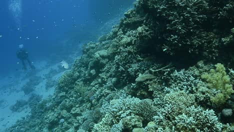 Tropical-coral-reed-with-scuba-diver-in-the-distance