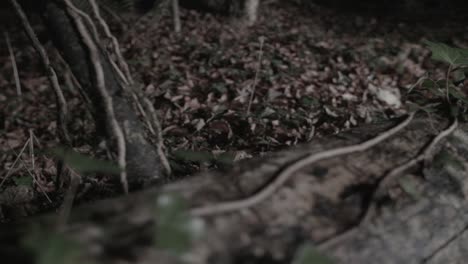 tiro deslizante nocturno del bosque de árboles talados