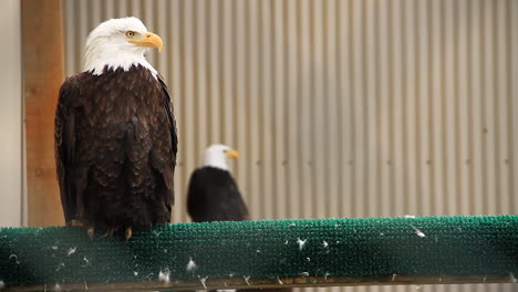 bald eagle sits and turns head on rail