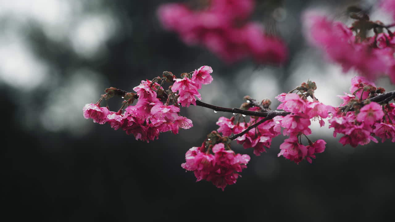 las flores de cerezo rosas en la lluvia