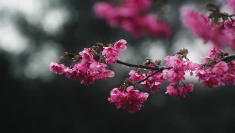 pink cherry blossoms in the rain
