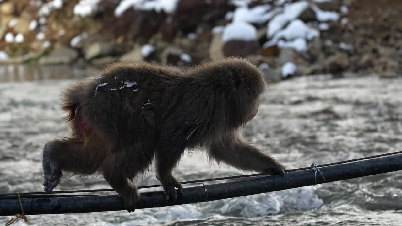A Japanese snow monkey carefully navigates across a chilly river in the iconic Jigokudani valley of Japan.