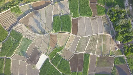 rice fields among mountains and palm trees