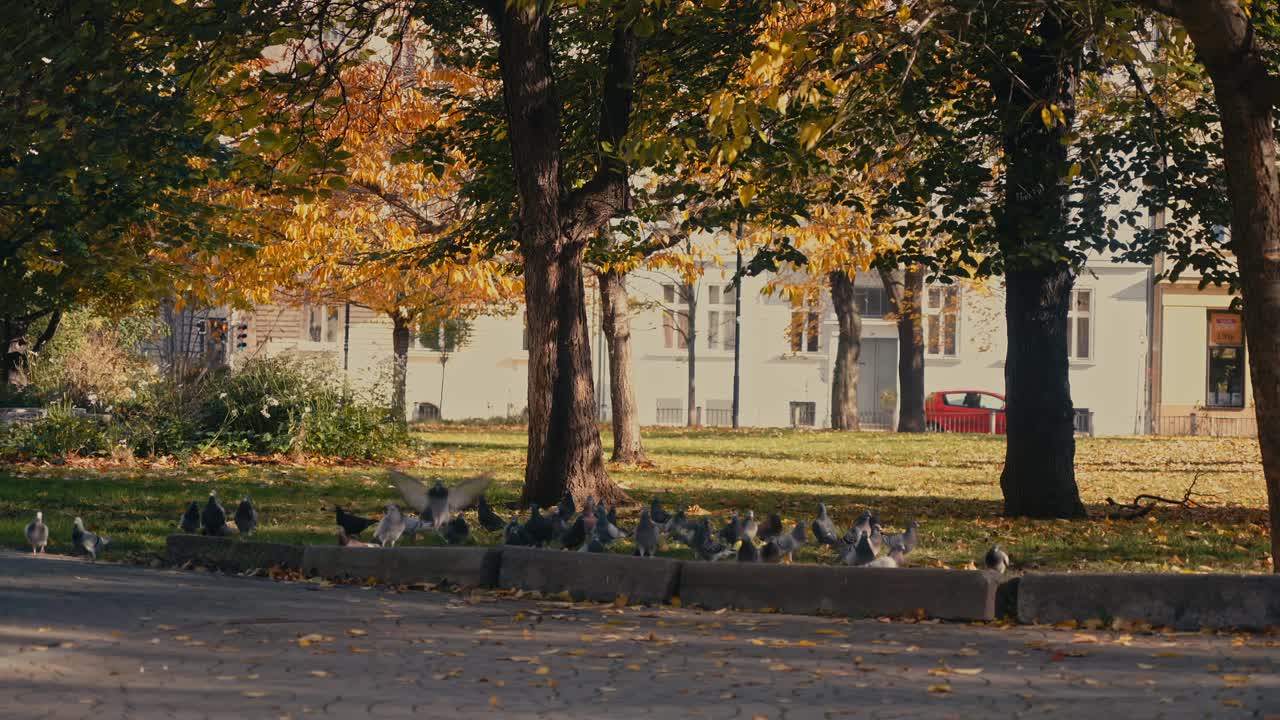 Flock of Urban pigeons feed among fallen autumn leaves in city park