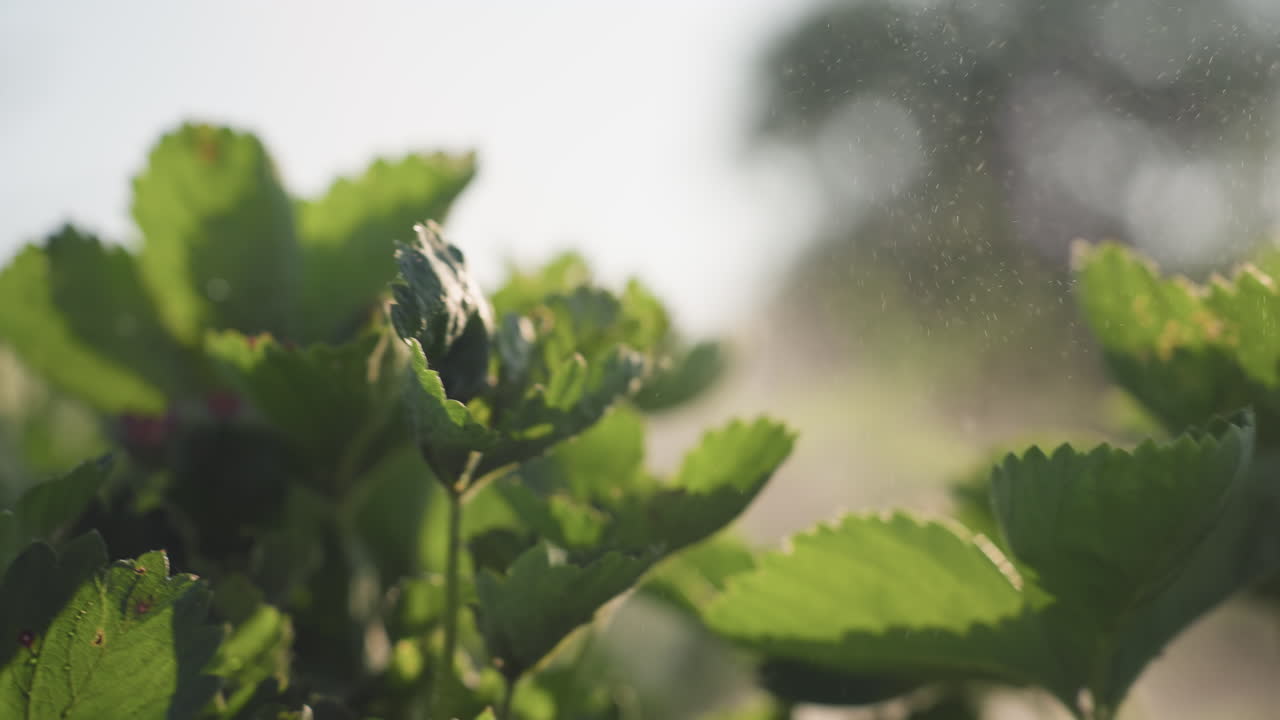 close up sprayer mist from fumigation nozzle drifting over wet leaves in backlight field sunlight creating sparkling droplets on plants for pest control and growth protection