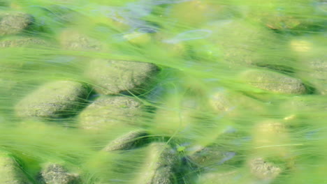 green algae growing over rocks on a calm clear ocean in tokyo, japan