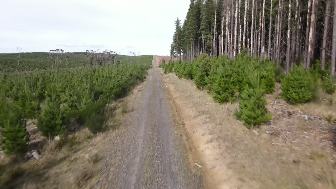 드론 항공기가 한 쪽에 높은 소나무와 다른 쪽에 젊은 소나무 숲과 함께 시골 도로에서 앞으로 이동