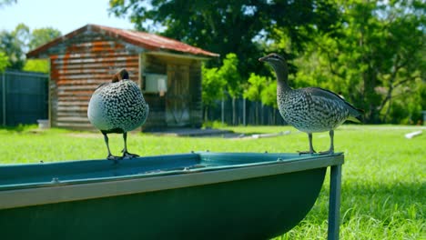 pair of ducks drinking from a large bird bath