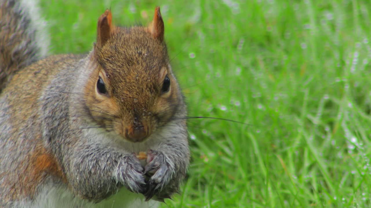 ardilla sentada en la hierba verde con rocío comiendo nuez