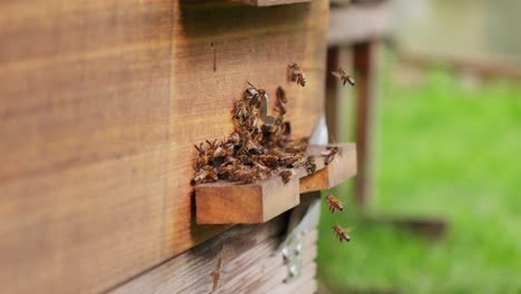 Close-up-view,-crowded-wooden-bee-hive,-Melittology-study,-slow-motion