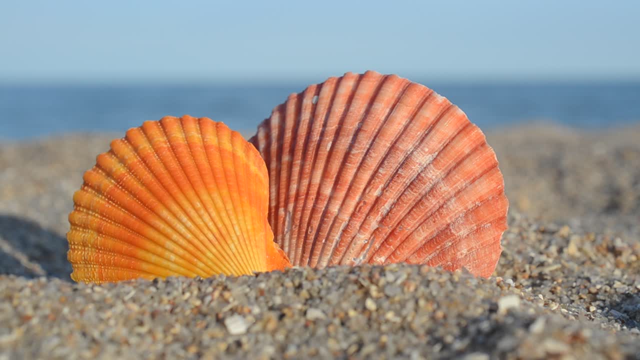 Sea cockleshells on the beach. Shooting on the beach
