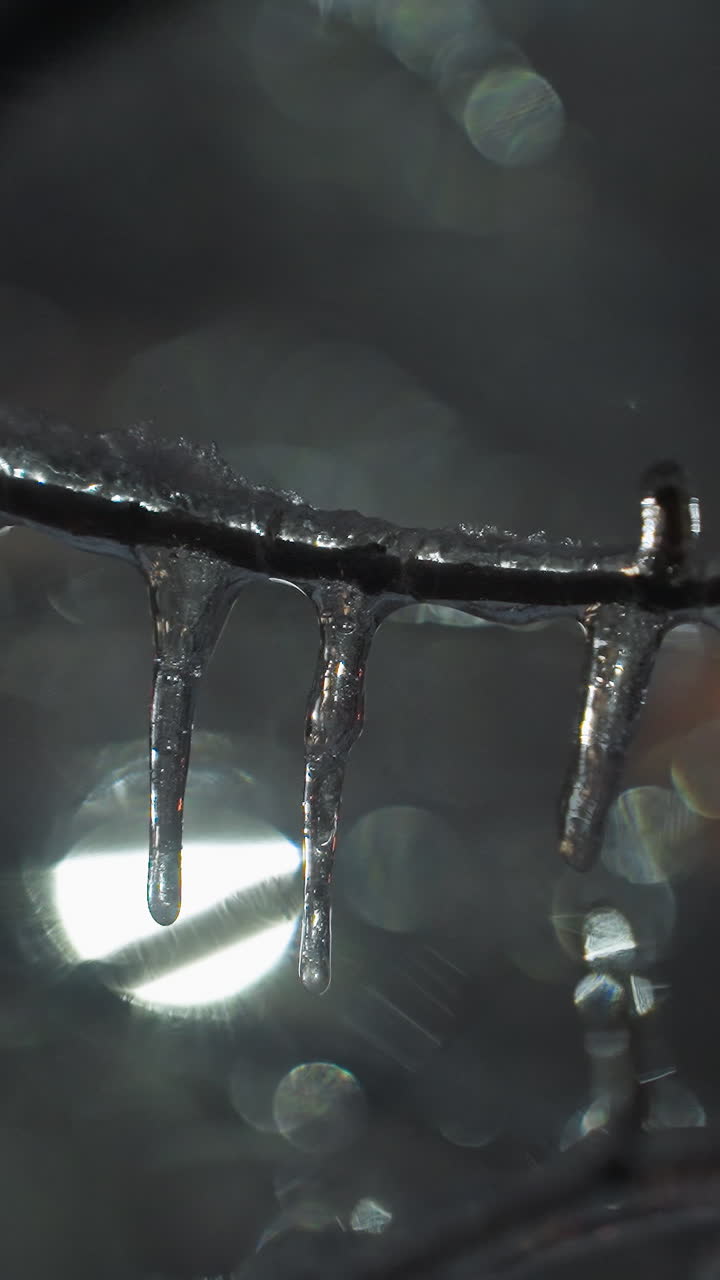 얼음과 눈송이로 인 얼음이 은 벌거벗은 나무 가지의 클로즈업, 배경에 부드럽게 빛나는 빛과 흐릿한 건물