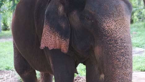 Thai-elephant-eats-palm-tree-leaf's