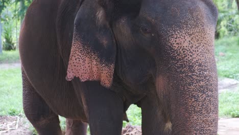 elefante tailandés come hojas de palmera