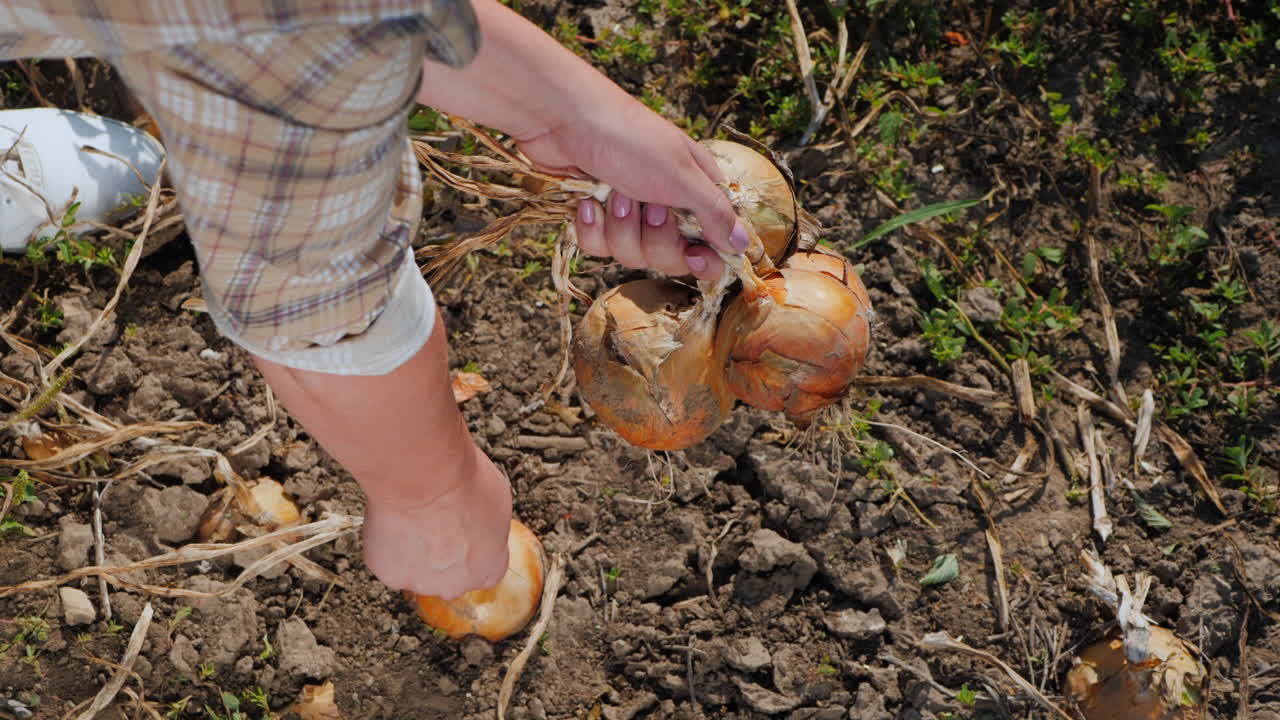 Farmer picks ripe onions from the ground 2