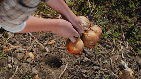 farmer picks ripe onions from the ground 2