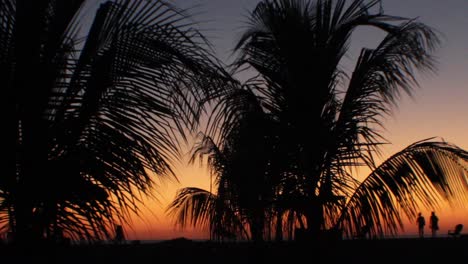 palm trees at sunset