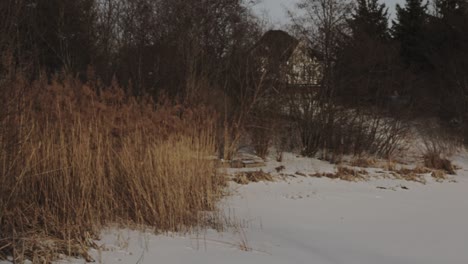 Toma-Panorámica-A-Través-De-Un-Paisaje-Invernal-Con-Plantas-De-Cola-De-Gato-Creciendo