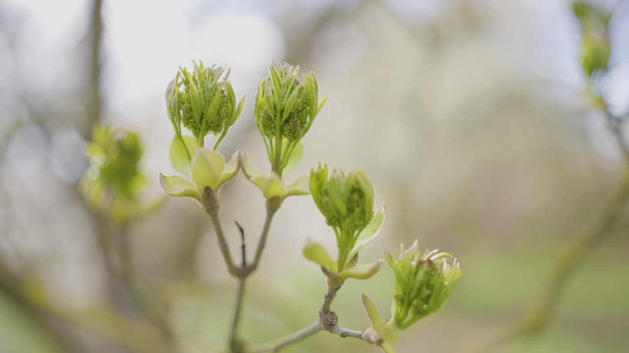 Nærbilde av vårknopper på en gren