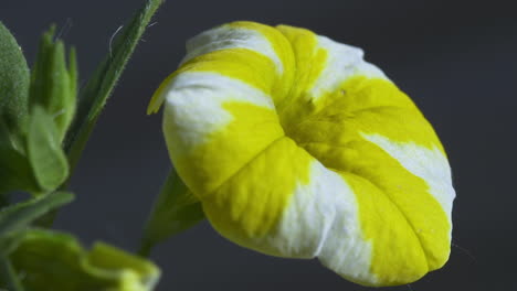 profile view of bright yellow and white striped petunia