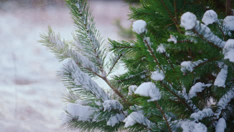 fir branch covered hoarfrost gloomy winter day close up. spruce shaking off snow