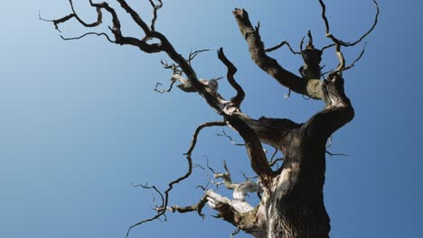 árbol-Viejo-Y-Moribundo-Contra-El-Cielo-Azul,-ángulo-Bajo