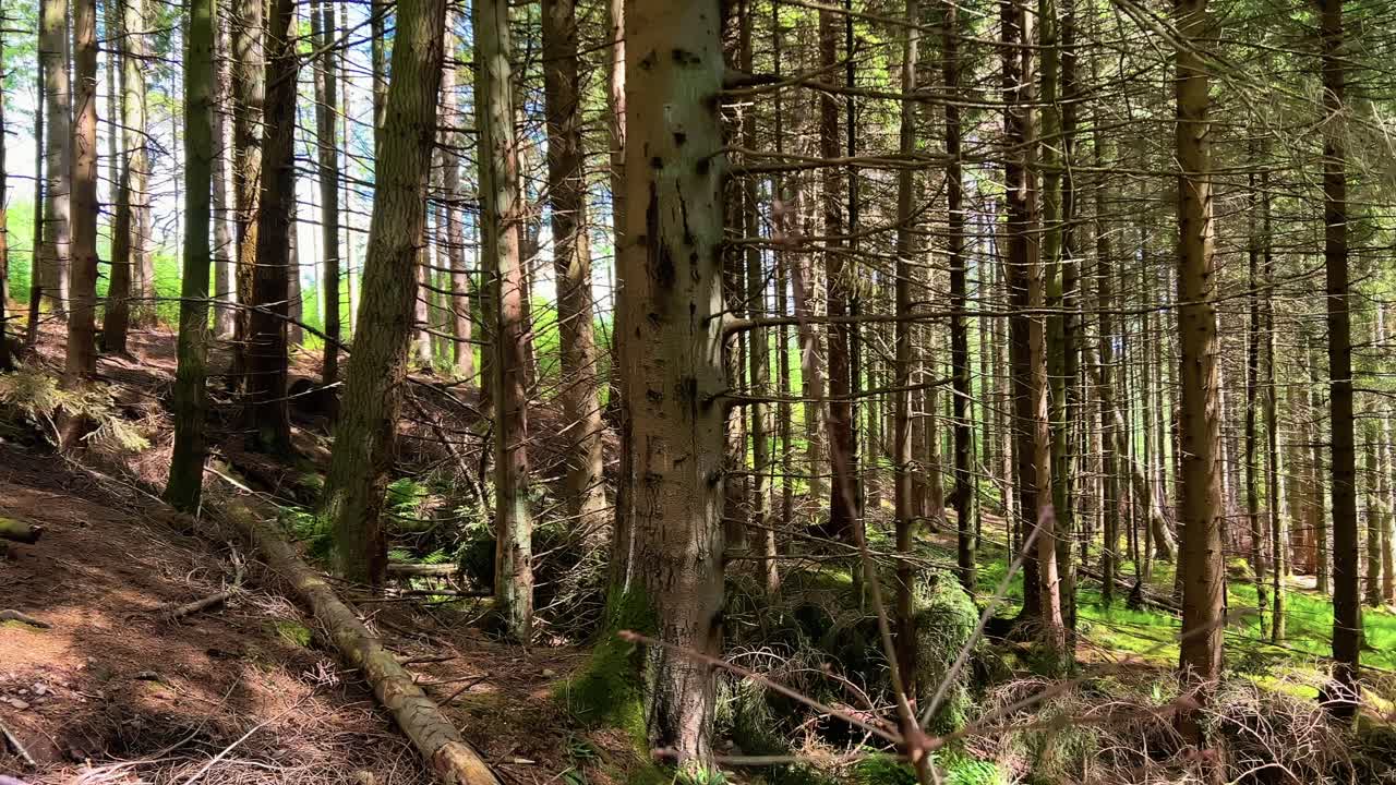 The Scots Pine Trees Around Conic Hill In The Loch Lomond And The Trossachs National Park, Scotland. Panning Shot