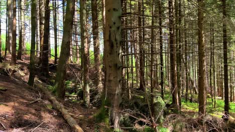 the scots pine trees around conic hill in the loch lomond and the trossachs national park, scotland. panning shot