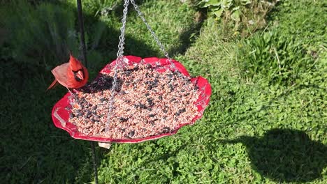 Einzelner-Kardinal-Landet-Auf-Einem-Vogelhäuschen