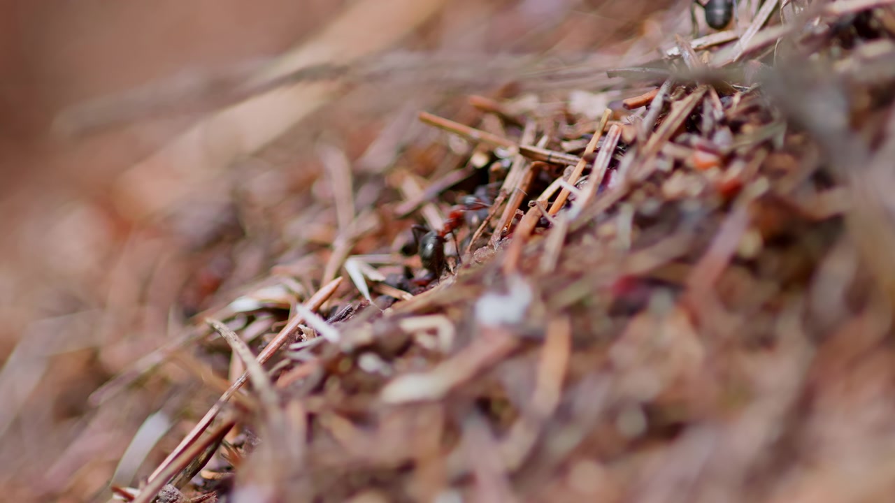 Close-up of Busy Ants Crawling on a Forest Anthill