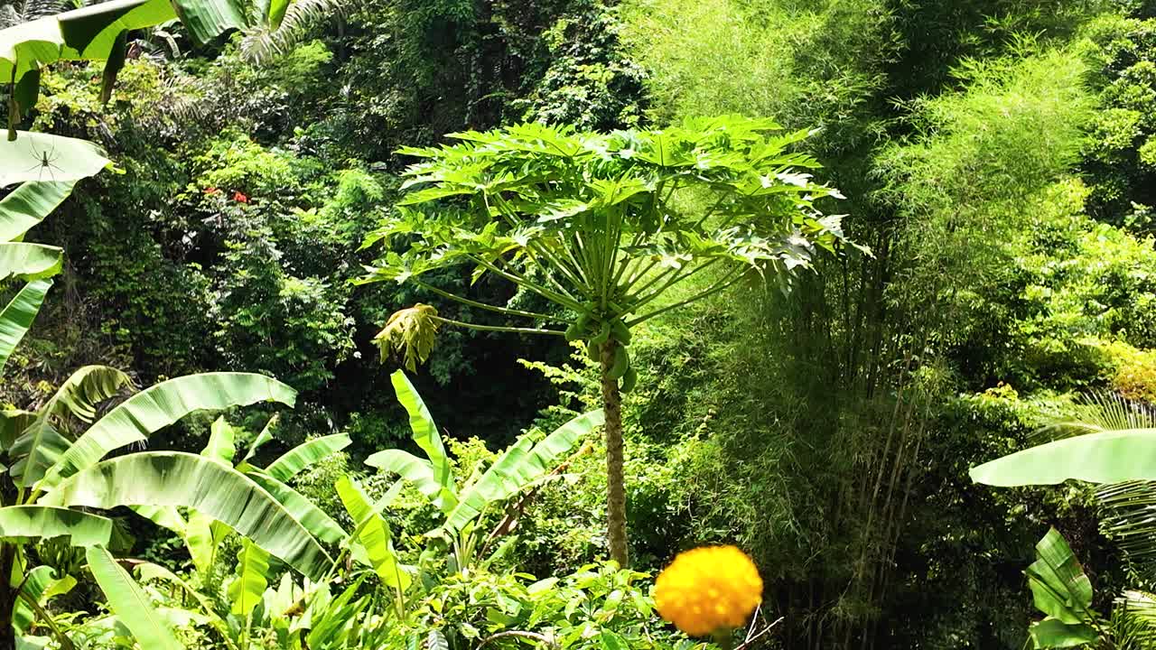 Un albero di papaya al centro di una lussureggiante giungla tropicale vicino alla cascata di Tibumana, Bali