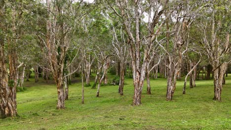 eucalyptus trees in a lush, tranquil forest setting