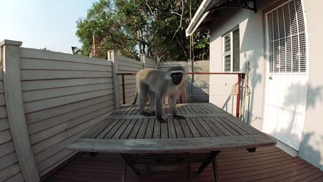 hungry wild grey vervet monkeys eating food on an outside table in a residential area in south africa